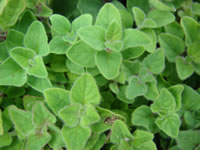 Origanum marjorana